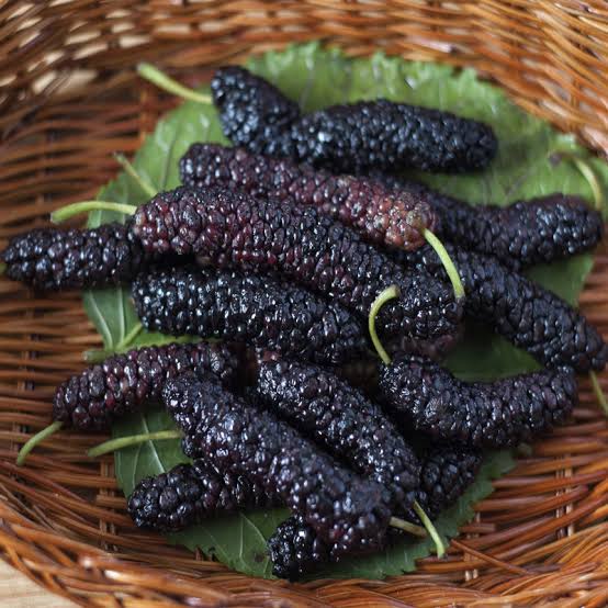 Thai Long Mulberry Big size fruit Plant- Thaiwan Long Mulberry-Air layered Plant- High yield mulberry Live plant