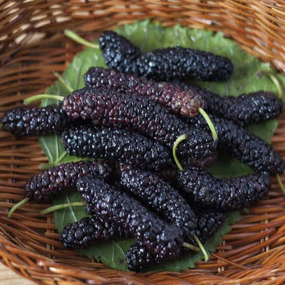 Thai Long Mulberry Big size fruit Plant- Thaiwan Long Mulberry-Air layered Plant- High yield mulberry Live plant