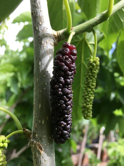 Thai Long Mulberry Big size fruit Plant- Thaiwan Long Mulberry-Air layered Plant- High yield mulberry Live plant