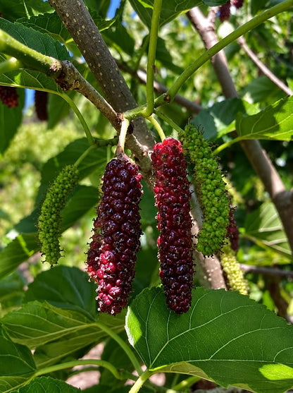 Thai Long Mulberry Big size fruit Plant- Thaiwan Long Mulberry-Air layered Plant- High yield mulberry Live plant
