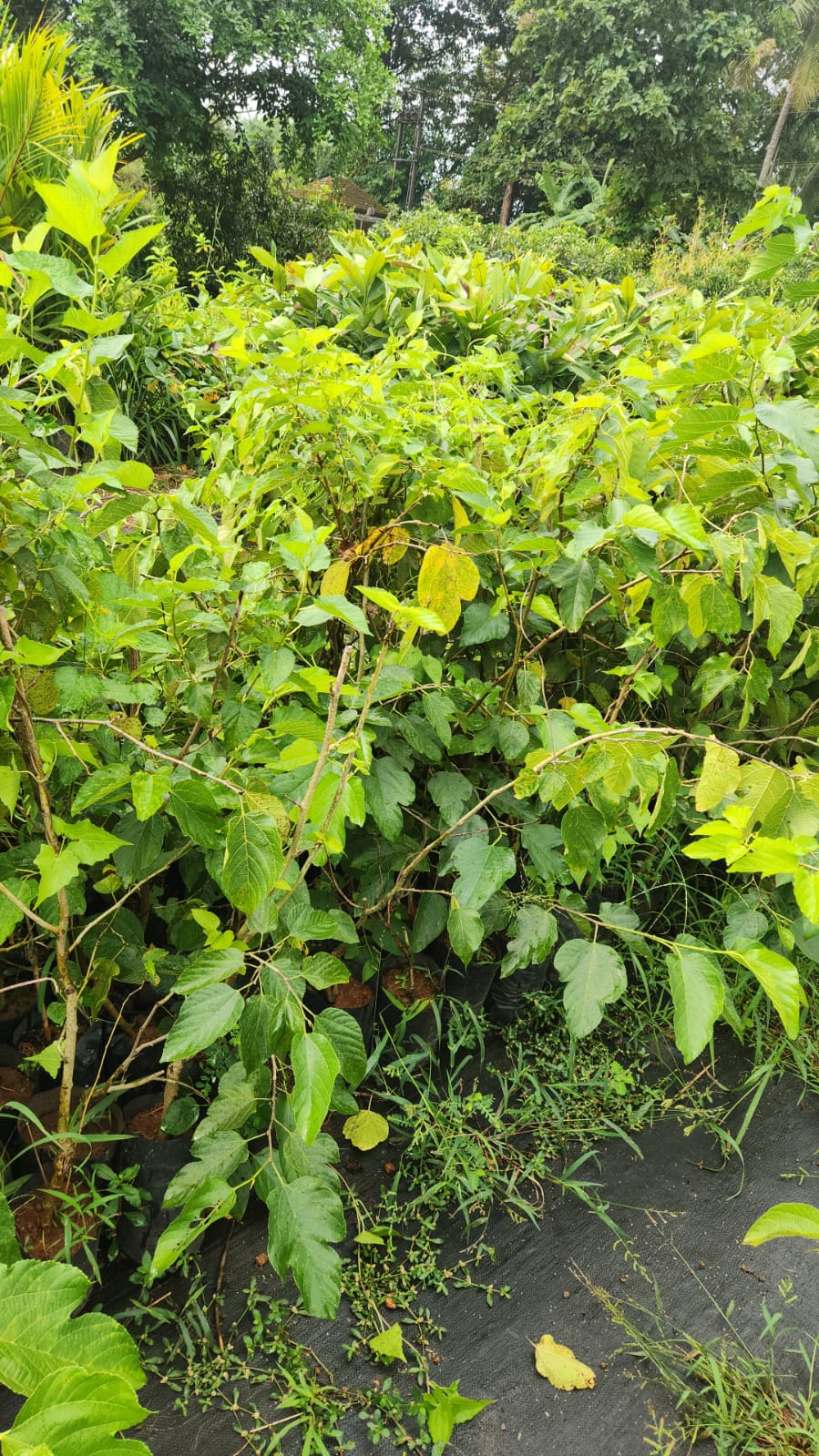 Thai Long Mulberry Big size fruit Plant- Thaiwan Long Mulberry-Air layered Plant- High yield mulberry Live plant