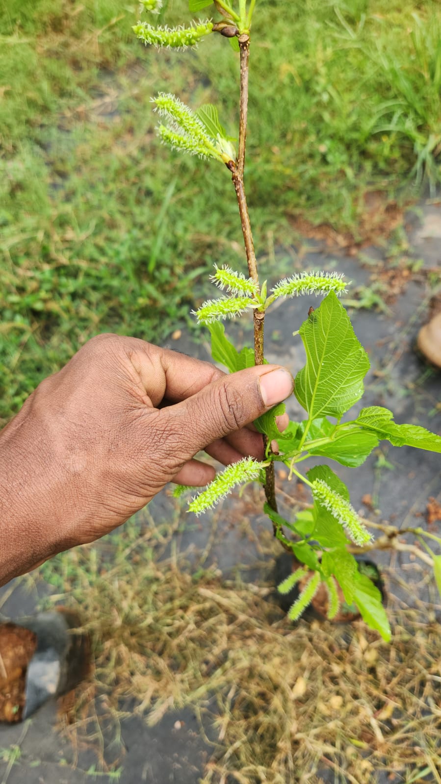 Thai Long Mulberry Big size fruit Plant- Thaiwan Long Mulberry-Air layered Plant- High yield mulberry Live plant