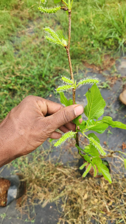 Thai Long Mulberry Big size fruit Plant- Thaiwan Long Mulberry-Air layered Plant- High yield mulberry Live plant