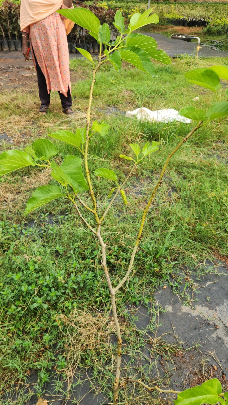 Thai Long Mulberry Big size fruit Plant- Thaiwan Long Mulberry-Air layered Plant- High yield mulberry Live plant