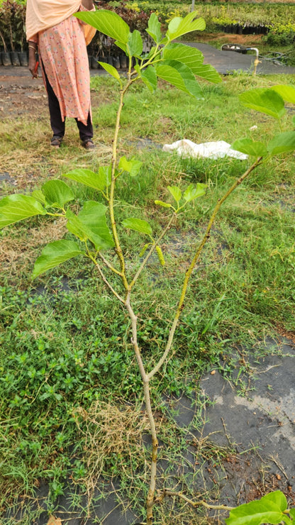 Thai Long Mulberry Big size fruit Plant- Thaiwan Long Mulberry-Air layered Plant- High yield mulberry Live plant