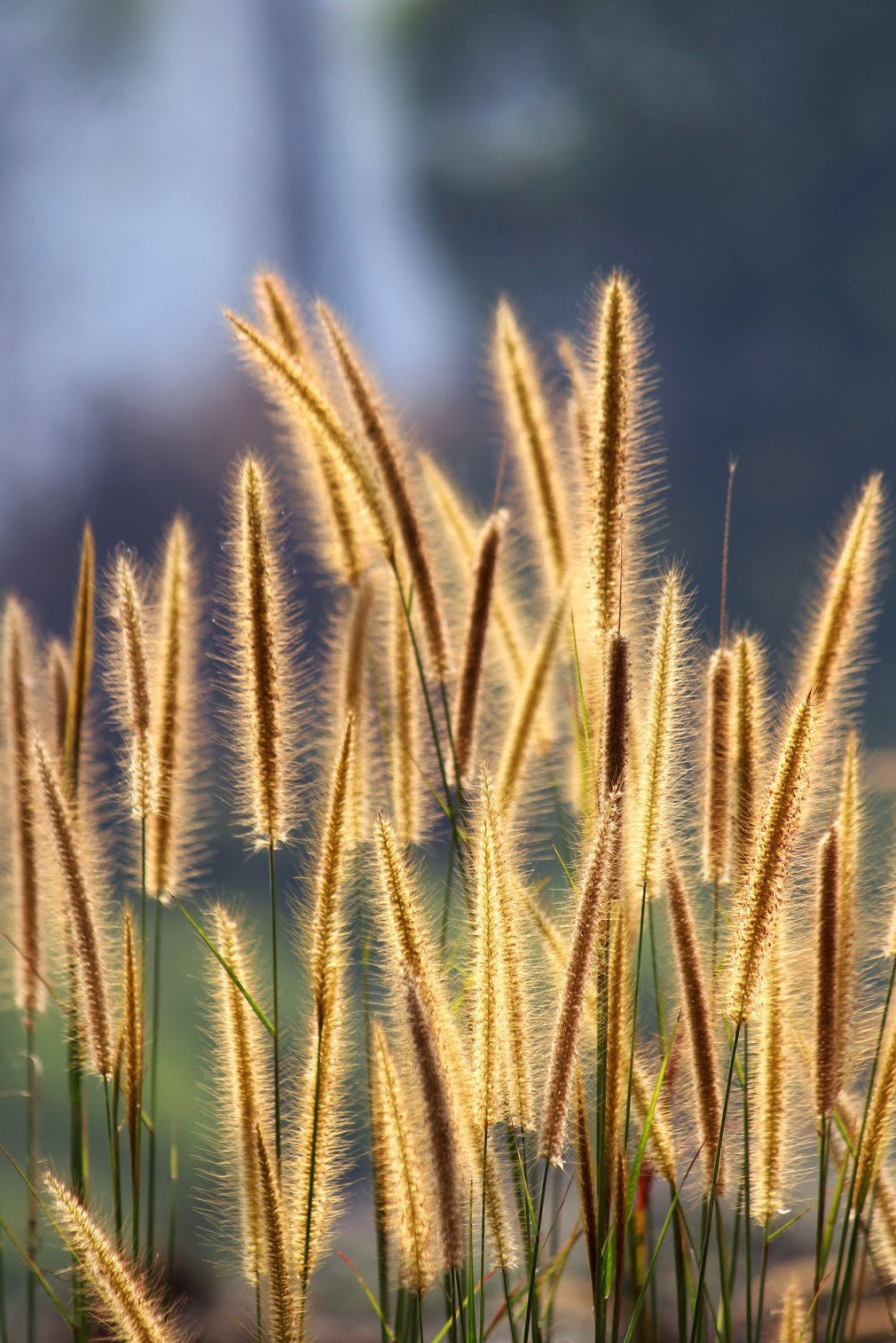 Pennisetum Setaceum- Kothappullu- Pothapullu- pashuppullu-Puzhuppullu