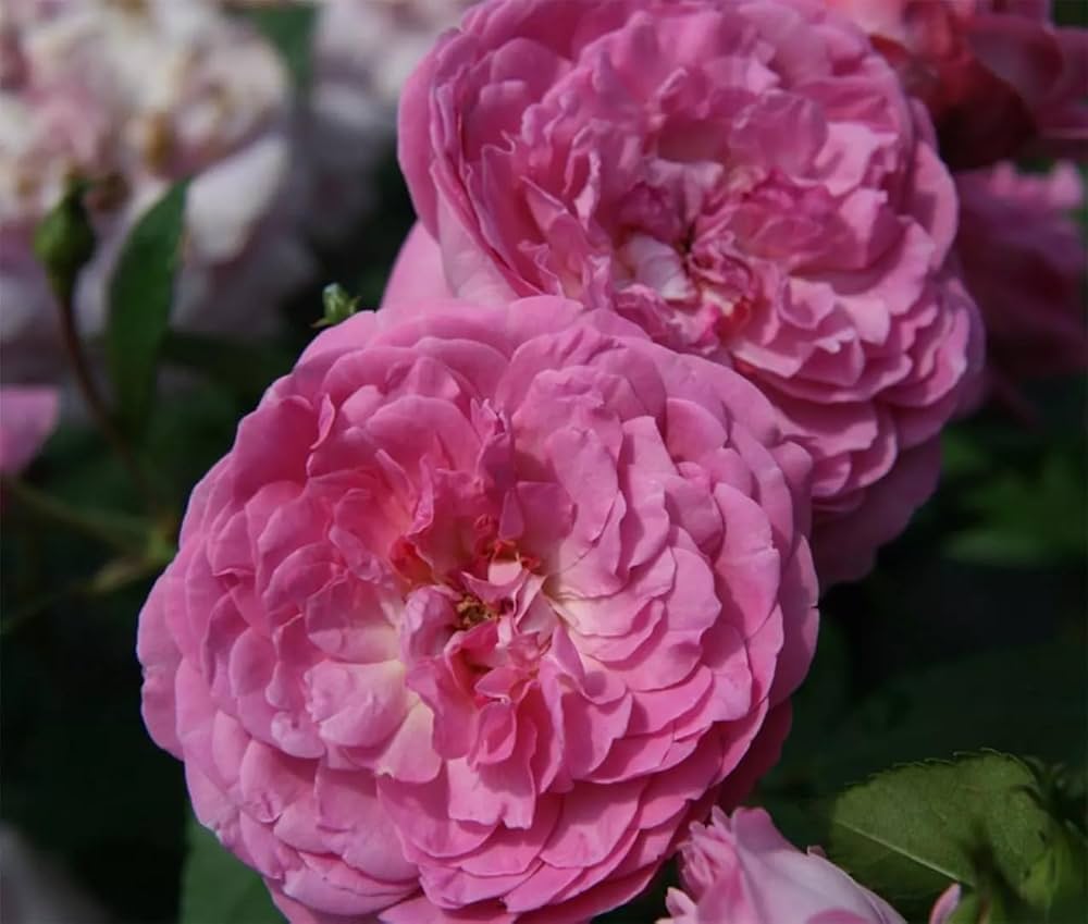 Orchid Rose Ownrooted- thornless Rose