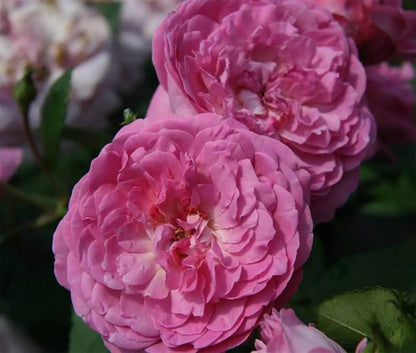 Orchid Rose Ownrooted- thornless Rose