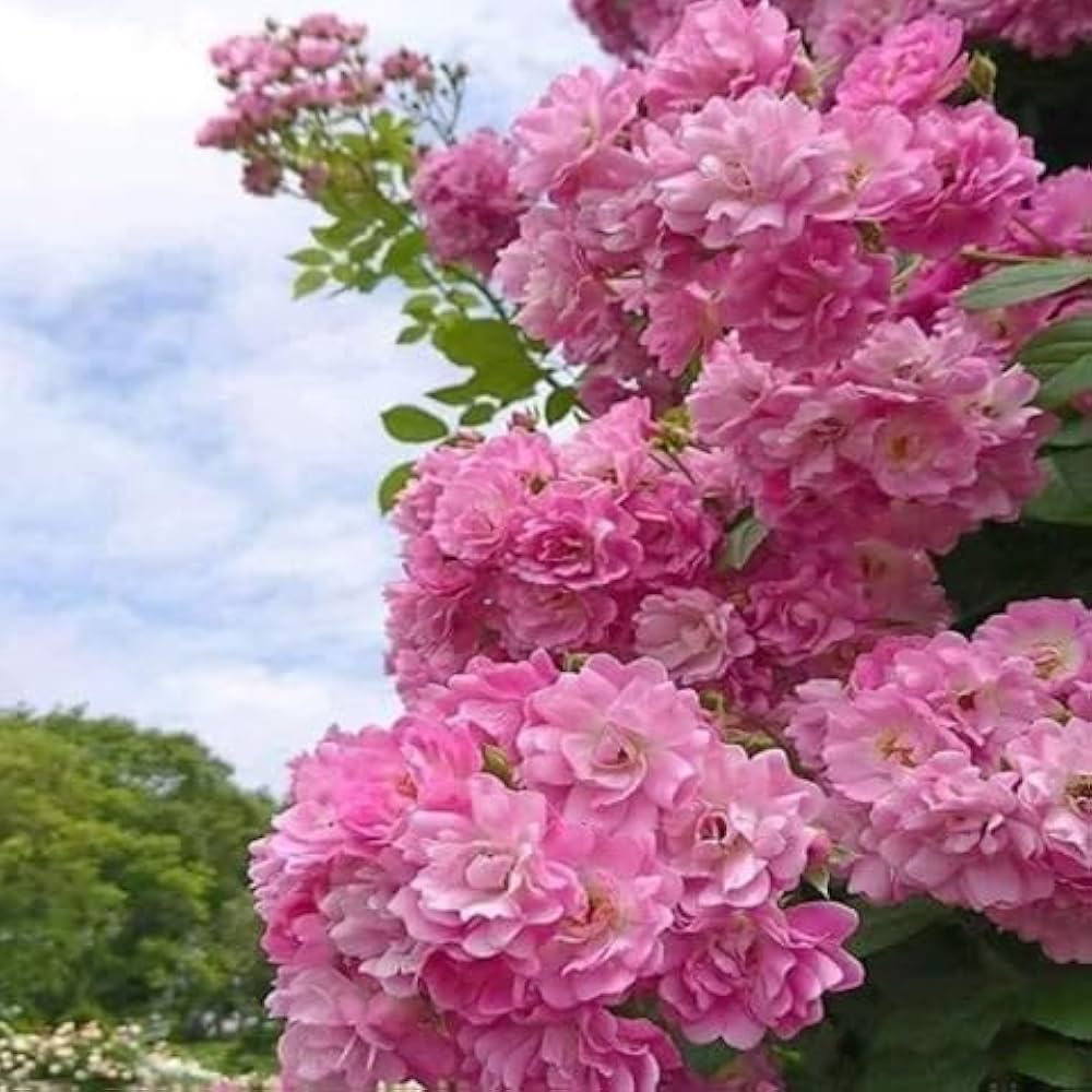 Orchid Rose Ownrooted- thornless Rose