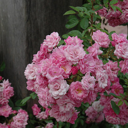 Orchid Rose Ownrooted- thornless Rose