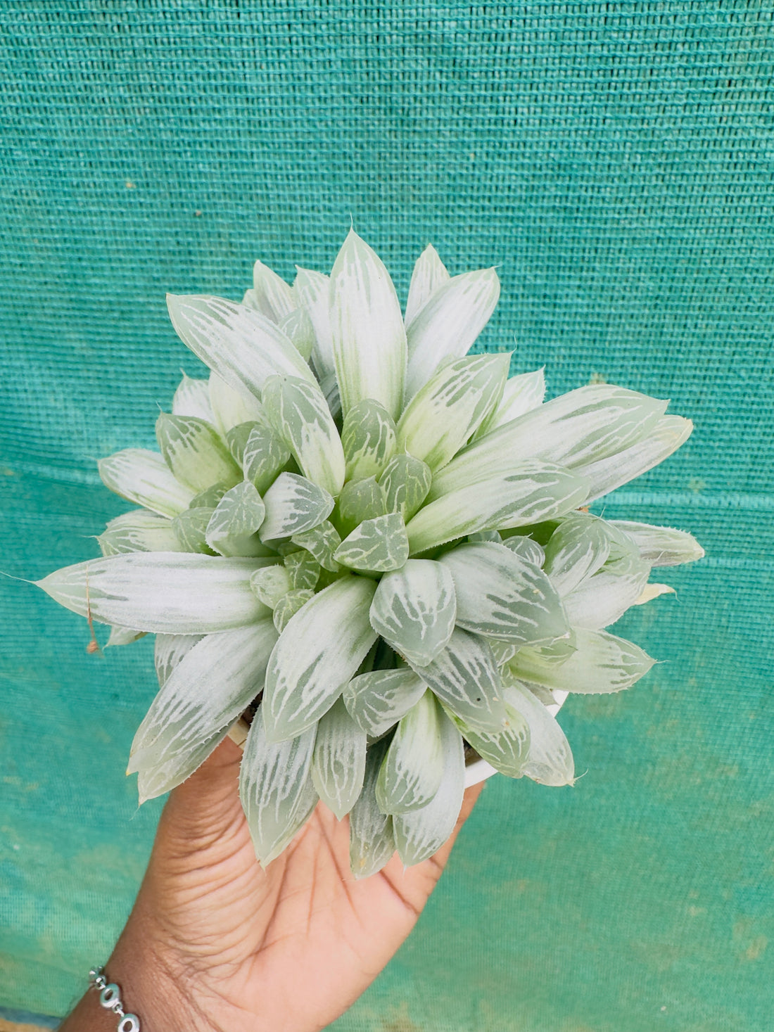 Succulant 1-  Haworthia cooperi Silver Swirls Succulent Plant