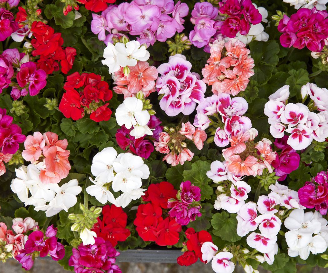 Geranium Combo of 5 Different Colors