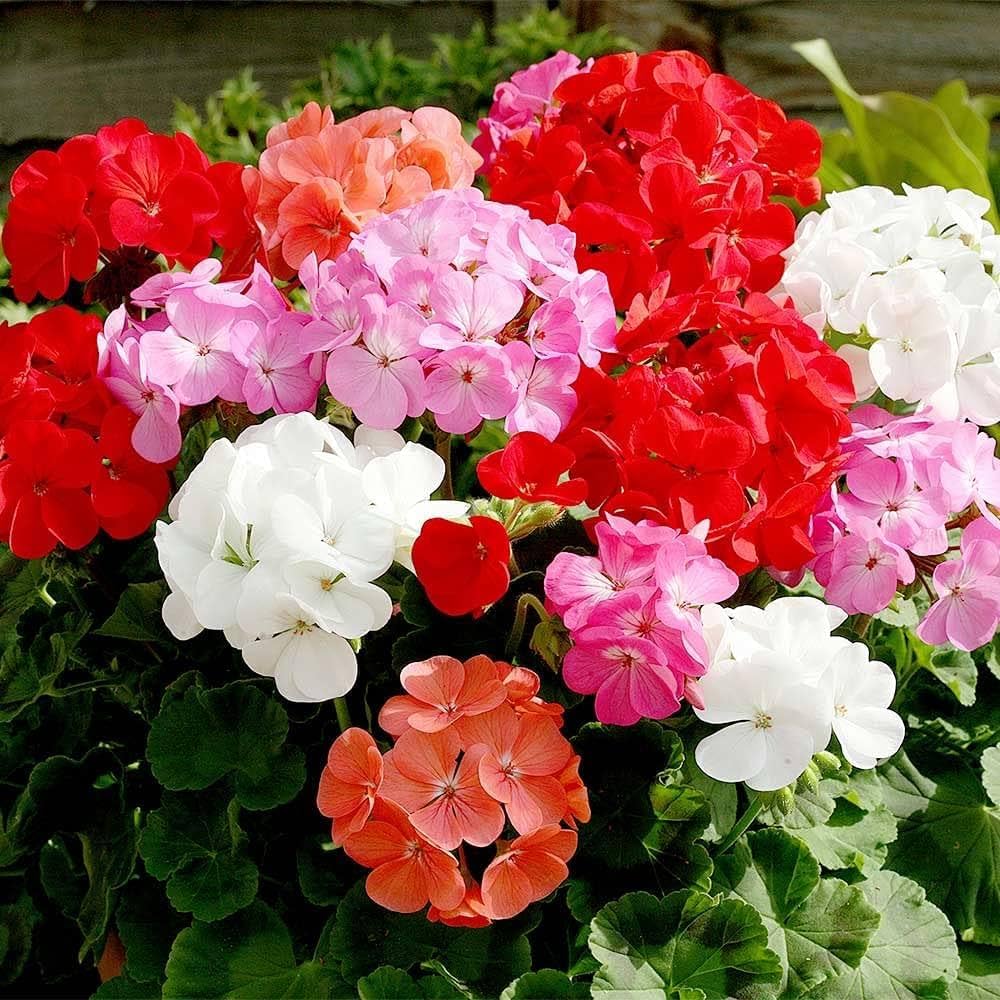 Geranium Combo of 5 Different Colors