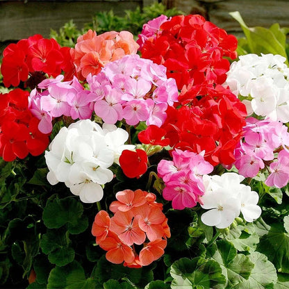 Geranium Combo of 5 Different Colors