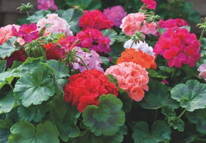 Geranium Combo of 5 Different Colors