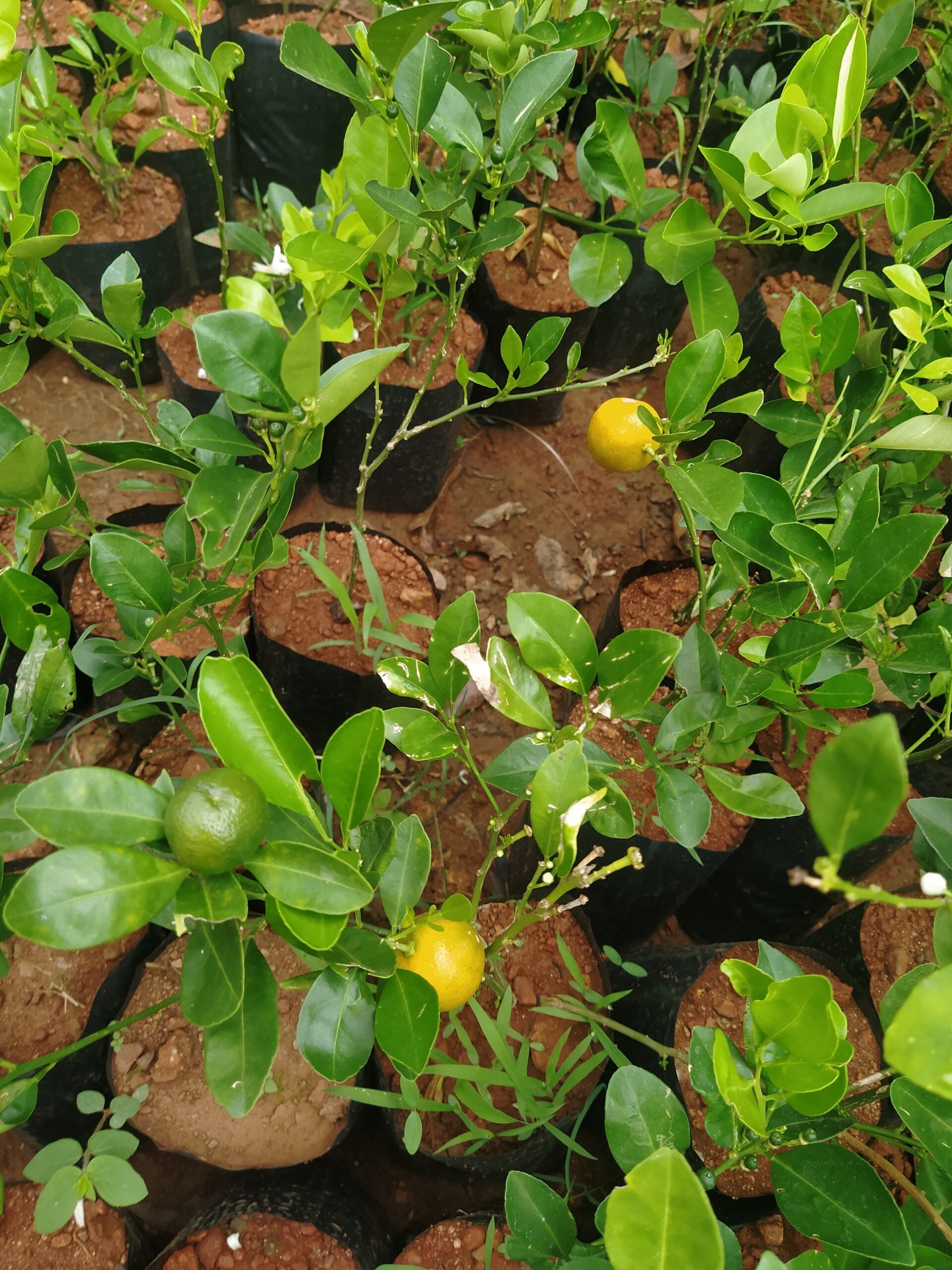 Bush Orange Fruit Plant Air Layered