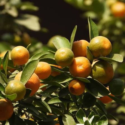 Bush Orange Fruit Plant Air Layered