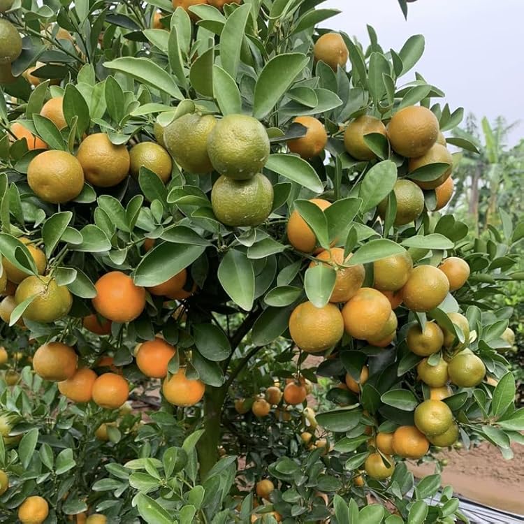 Bush Orange Fruit Plant Air Layered