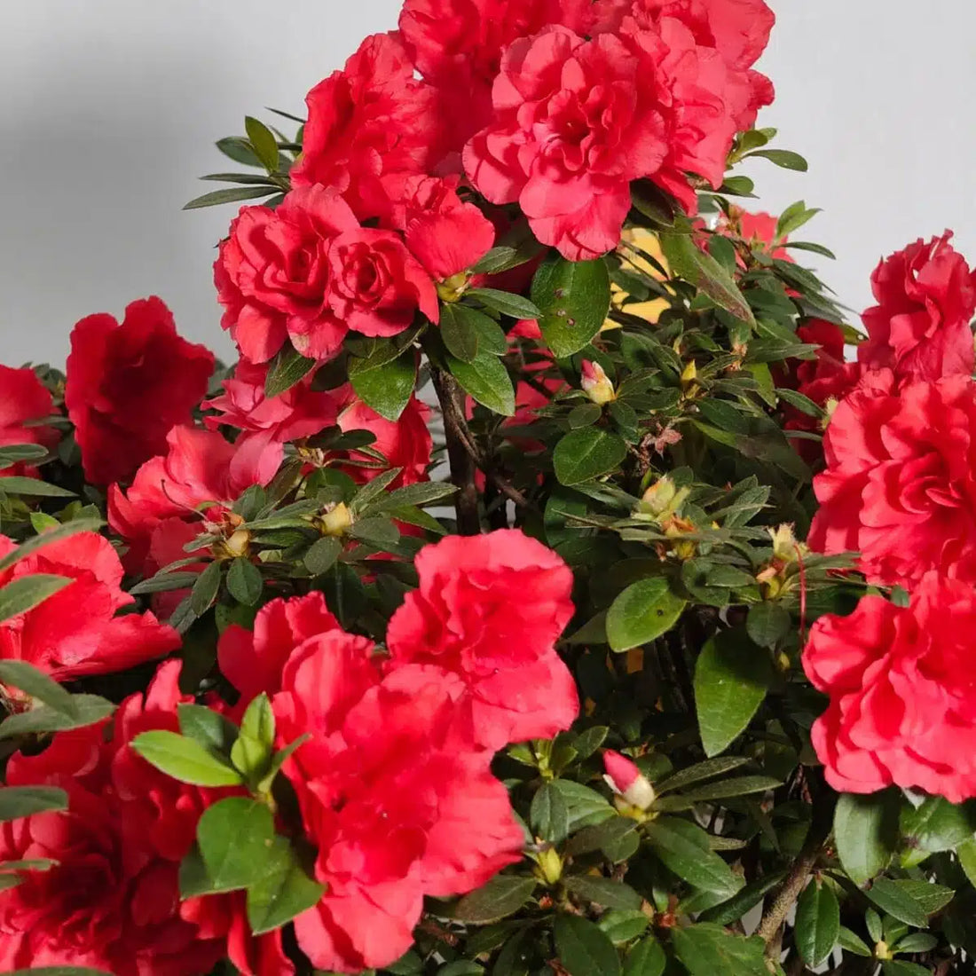 Azalea Multipetal Flowering Plant