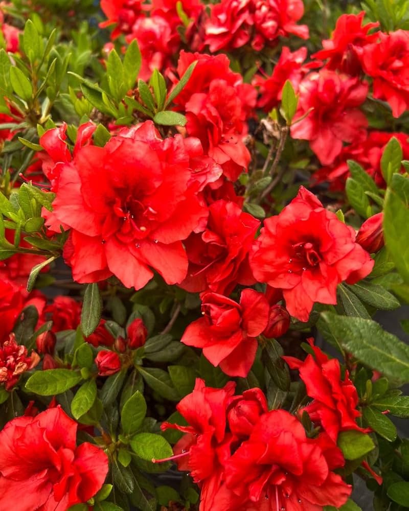 Azalea Multipetal Flowering Plant