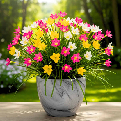Rain Lily Combo White, Yellow, Pink