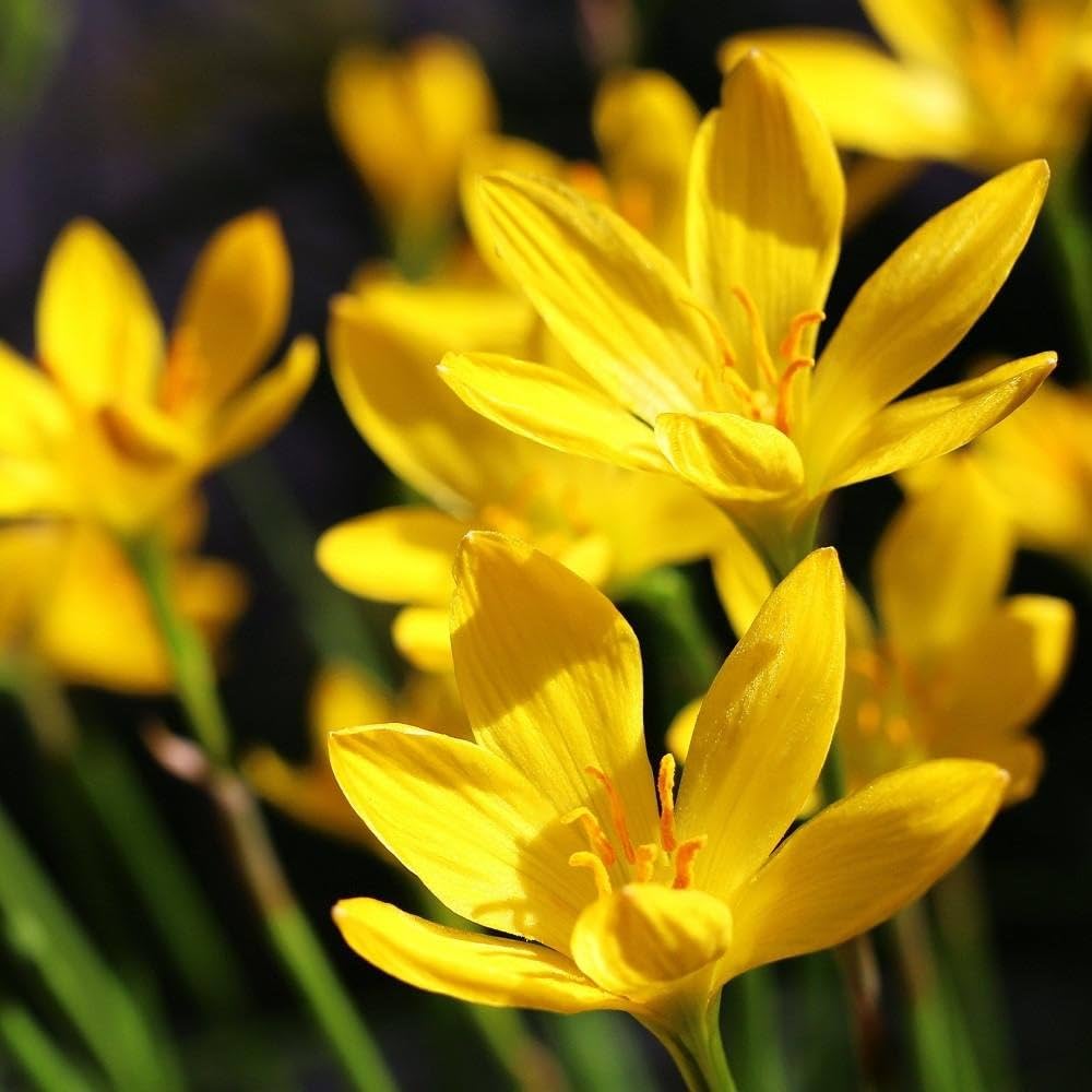 Rain Lily Yellow