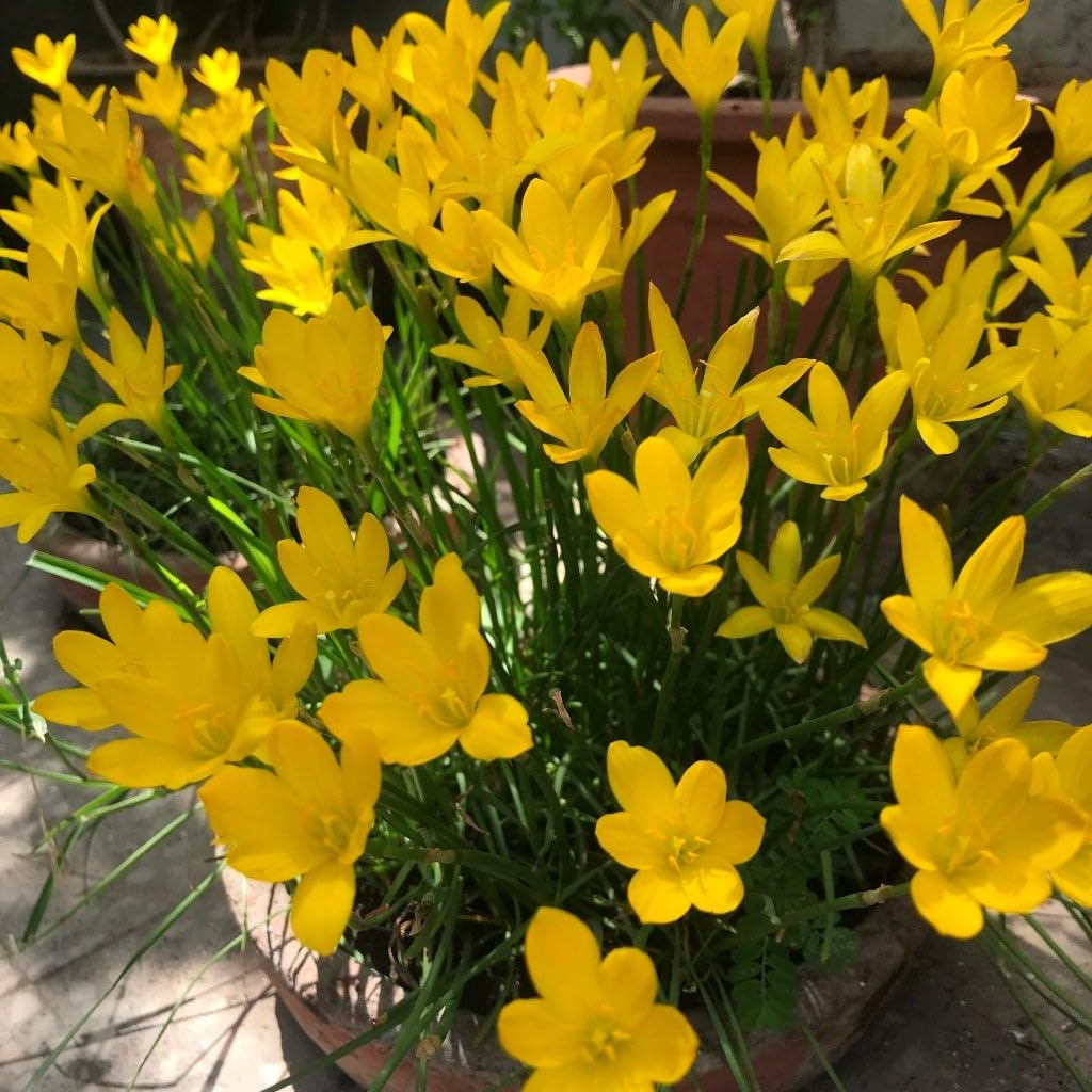 Rain Lily Yellow