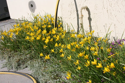 Rain Lily Yellow