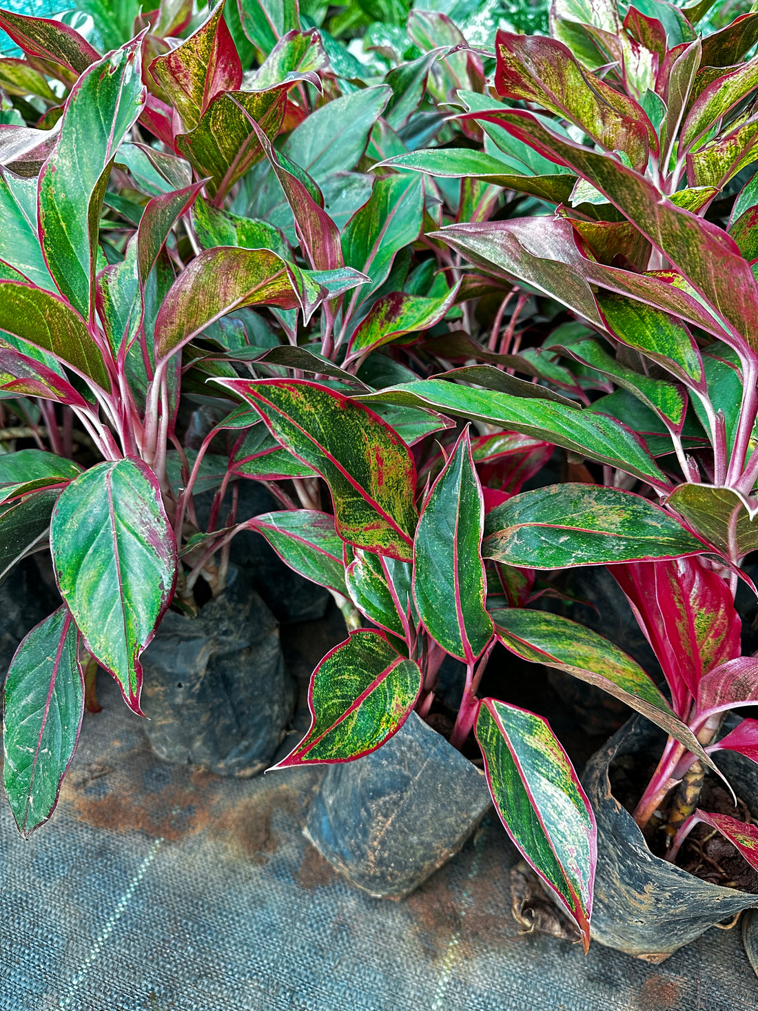 Aglaonema Red Valentine- Indoor Outdoor Semi Indoor Plant