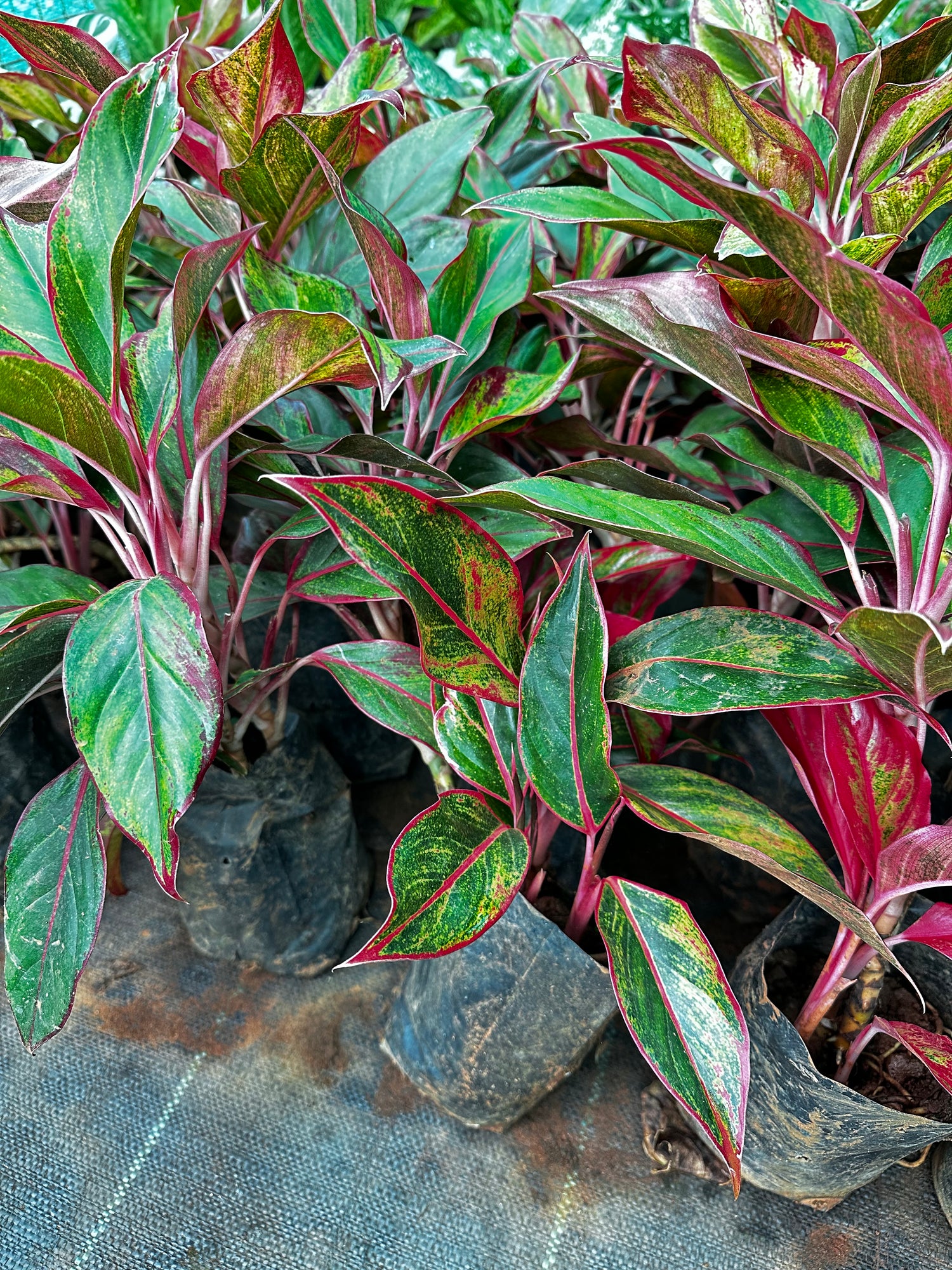 Aglaonema Red Valentine- Indoor Outdoor Semi Indoor Plant