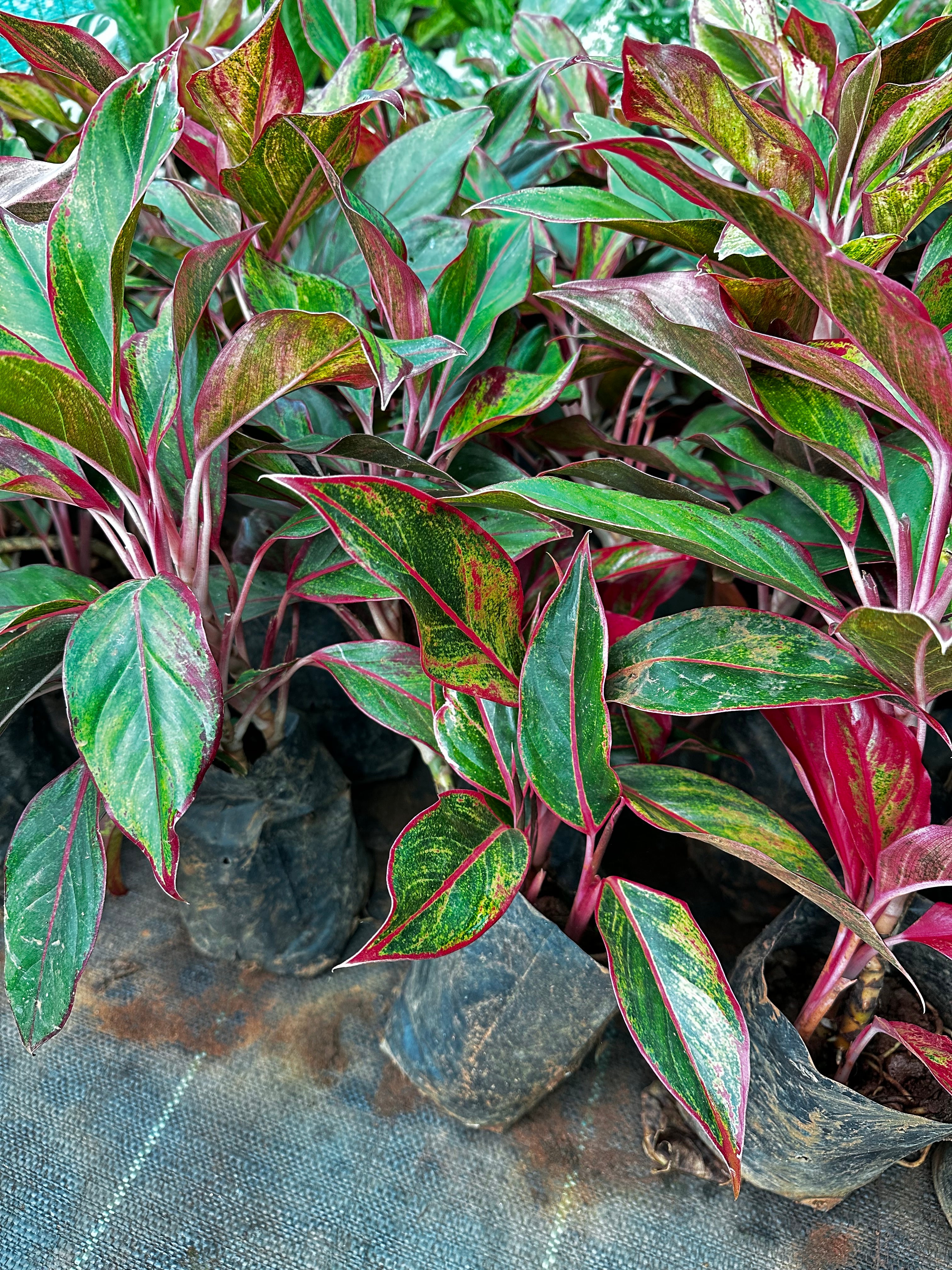 Aglaonema Red Valentine- Indoor Outdoor Semi Indoor Plant