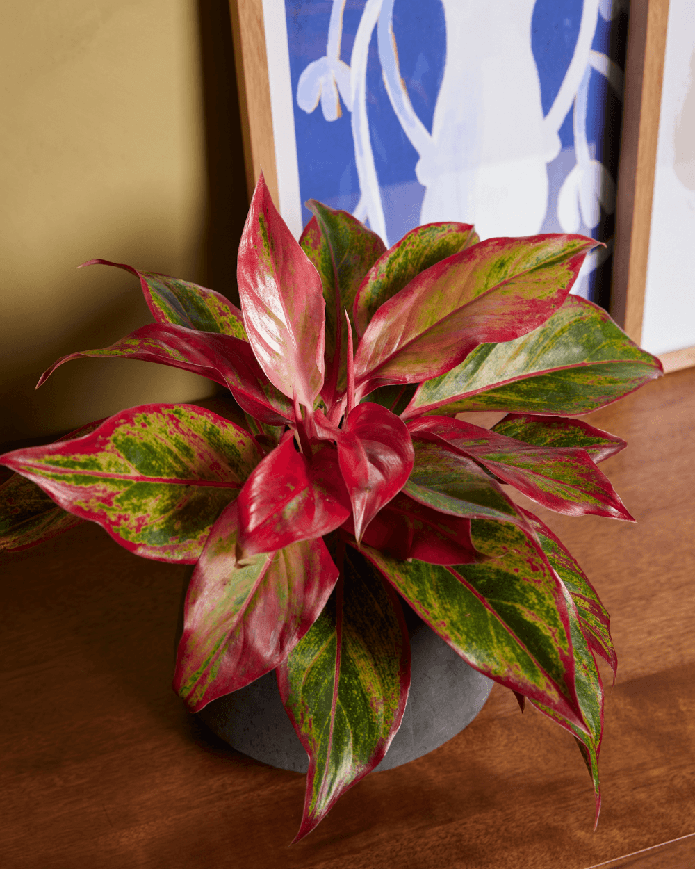 Aglaonema Red Valentine- Indoor Outdoor Semi Indoor Plant