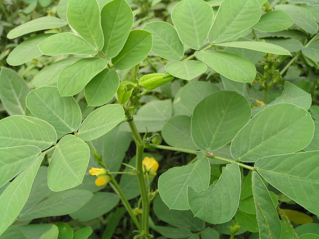 Thakara-Thavara- Ponthakara - Senna tora-Cassiatora