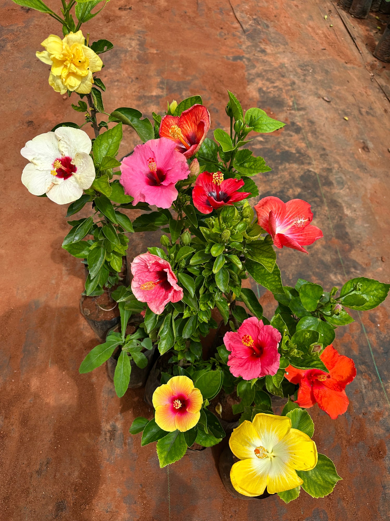 Hibiscus Hybrid Combo of 5(Any 5 Colors)- Hybrid Chembarathi Combo Offer