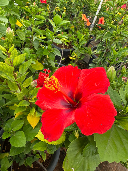 Hibiscus Hybrid Combo of 3(Any 3 Colors)- Hybrid Chembarathi Combo Offer