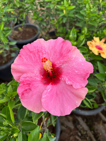 Hibiscus Hybrid Combo of 3(Any 3 Colors)- Hybrid Chembarathi Combo Offer