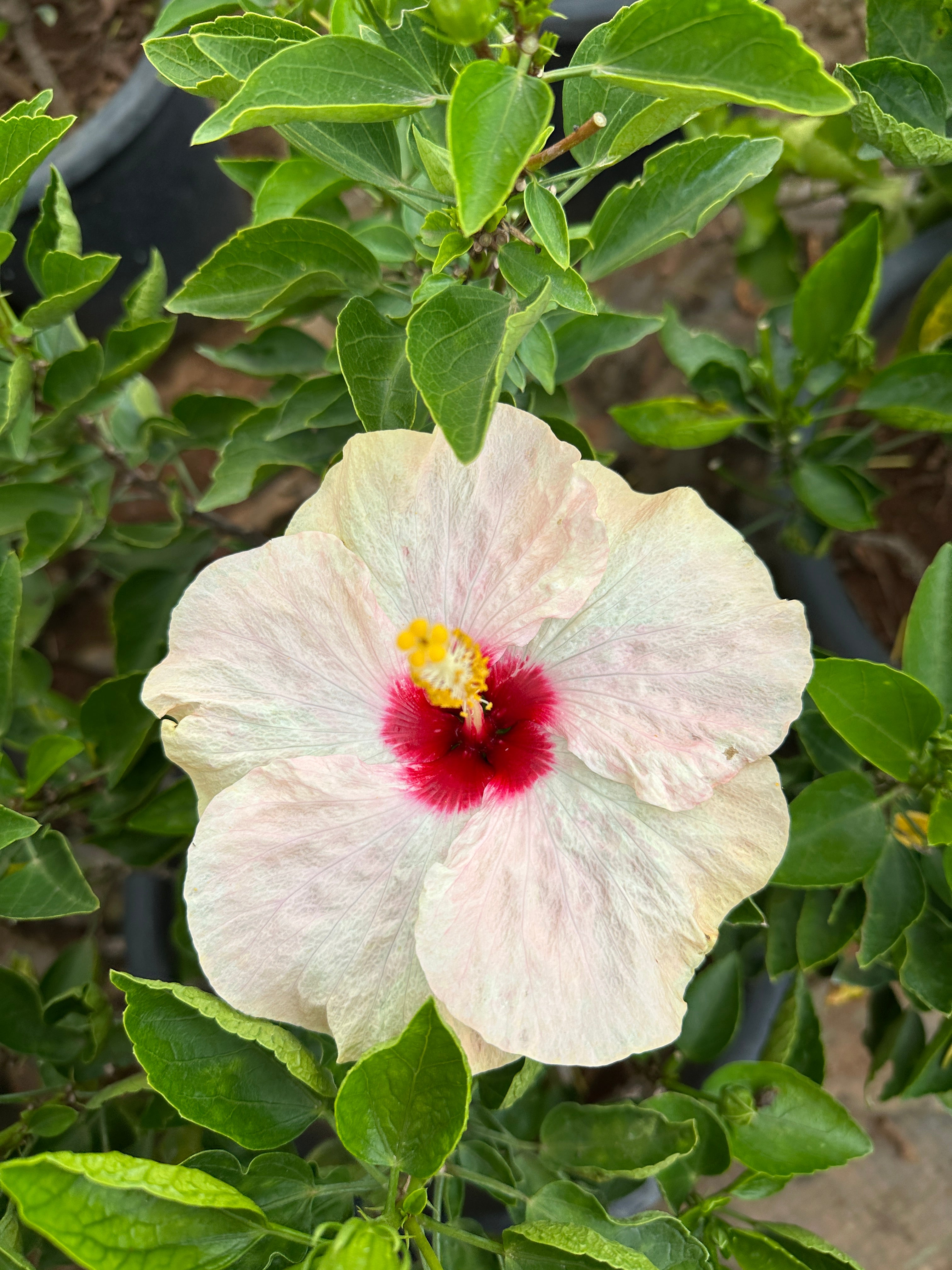 Hibiscus Hybrid Combo of 3(Any 3 Colors)- Hybrid Chembarathi Combo Offer