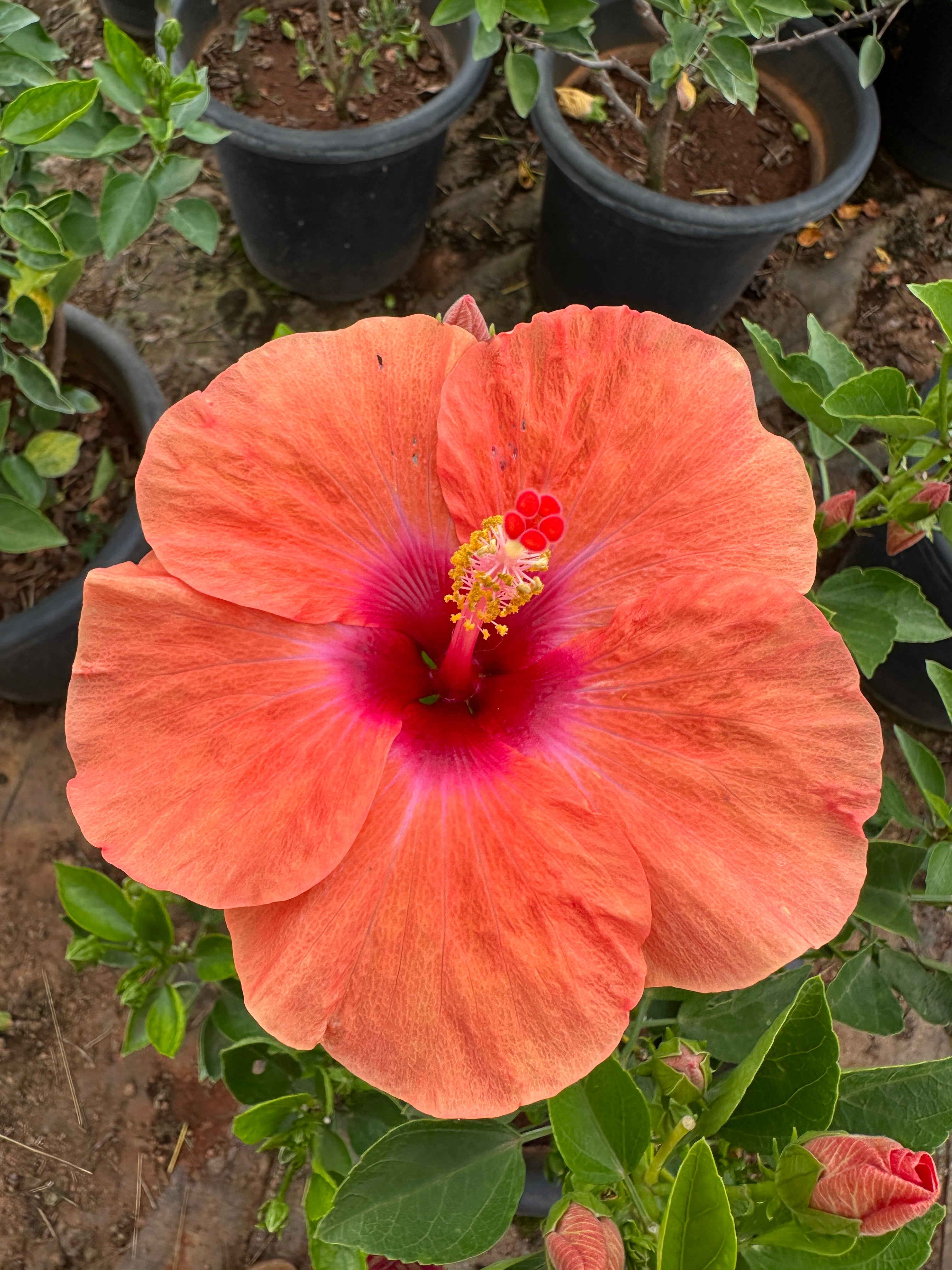 Hibiscus Hybrid Combo of 3(Any 3 Colors)- Hybrid Chembarathi Combo Offer