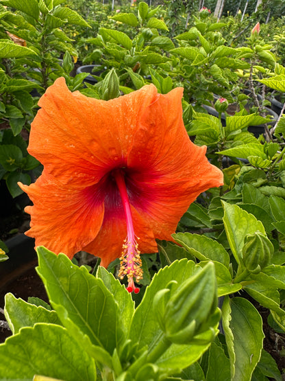 Hibiscus Hybrid Combo of 3(Any 3 Colors)- Hybrid Chembarathi Combo Offer