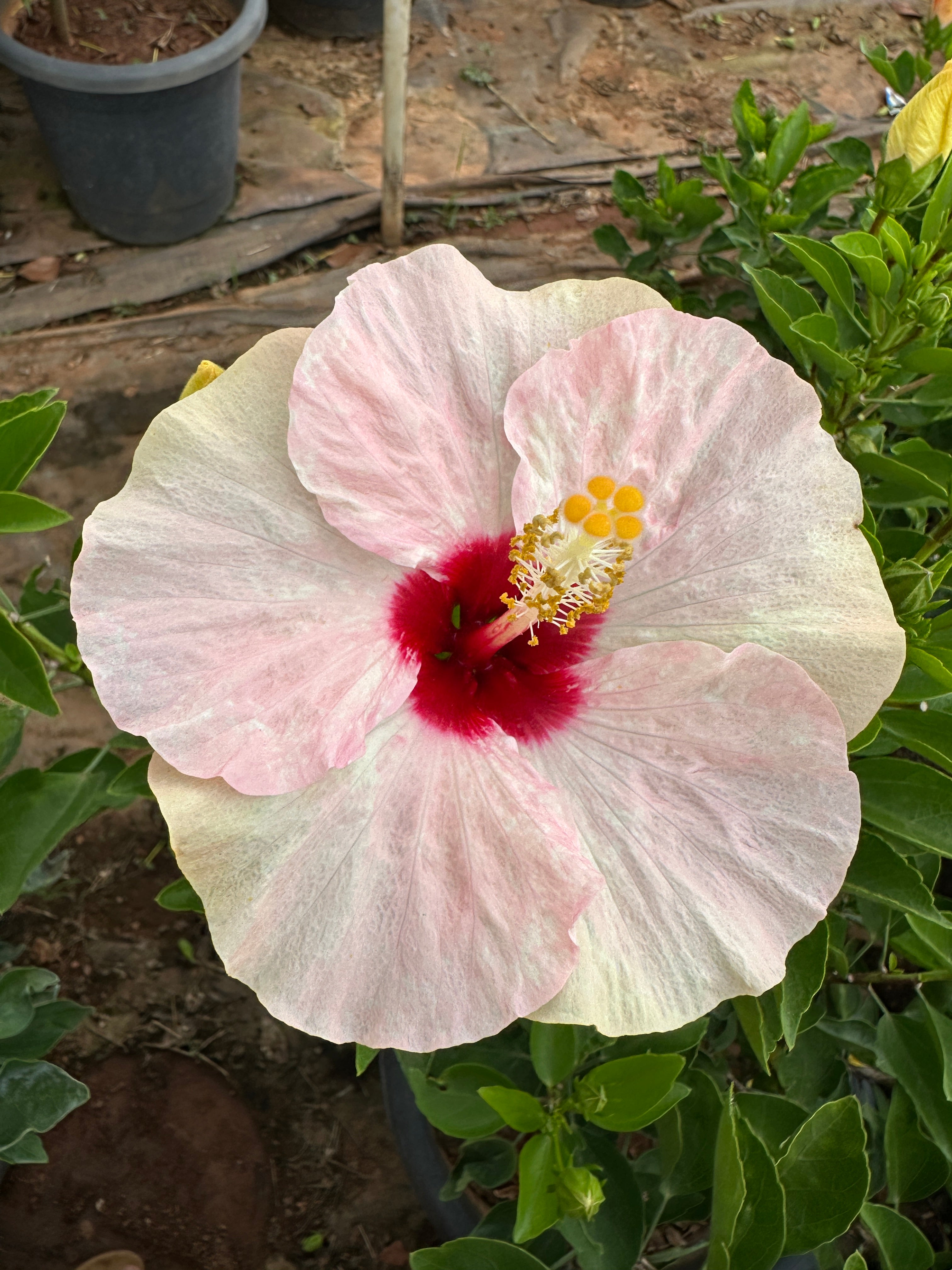 Hibiscus Hybrid Combo of 5(Any 5 Colors)- Hybrid Chembarathi Combo Offer