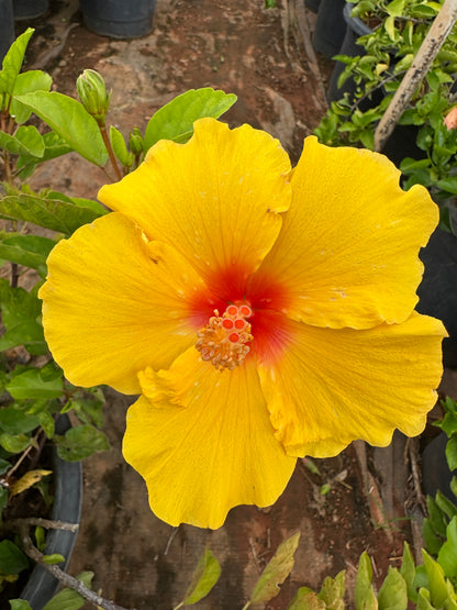 Hibiscus Hybrid Combo of 3(Any 3 Colors)- Hybrid Chembarathi Combo Offer