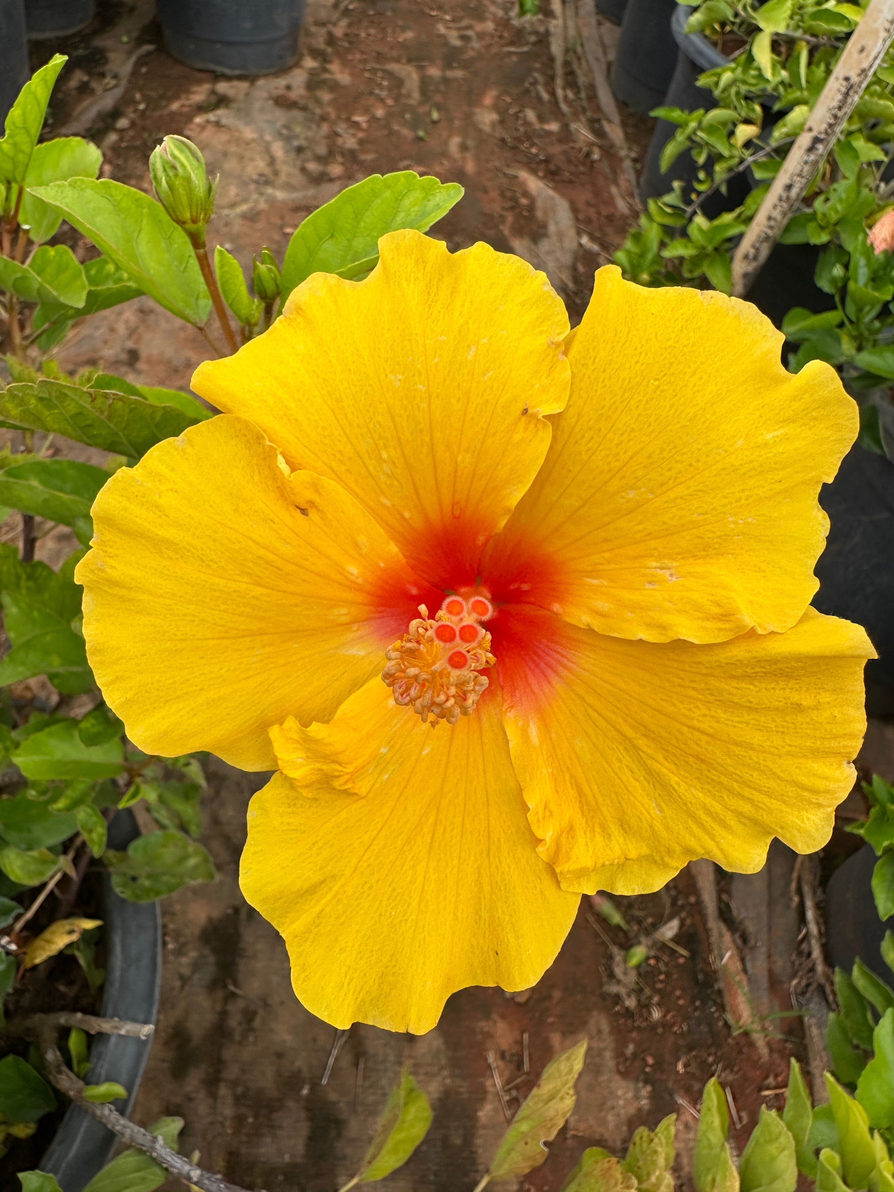 Hibiscus Hybrid Combo of 5(Any 5 Colors)- Hybrid Chembarathi Combo Offer