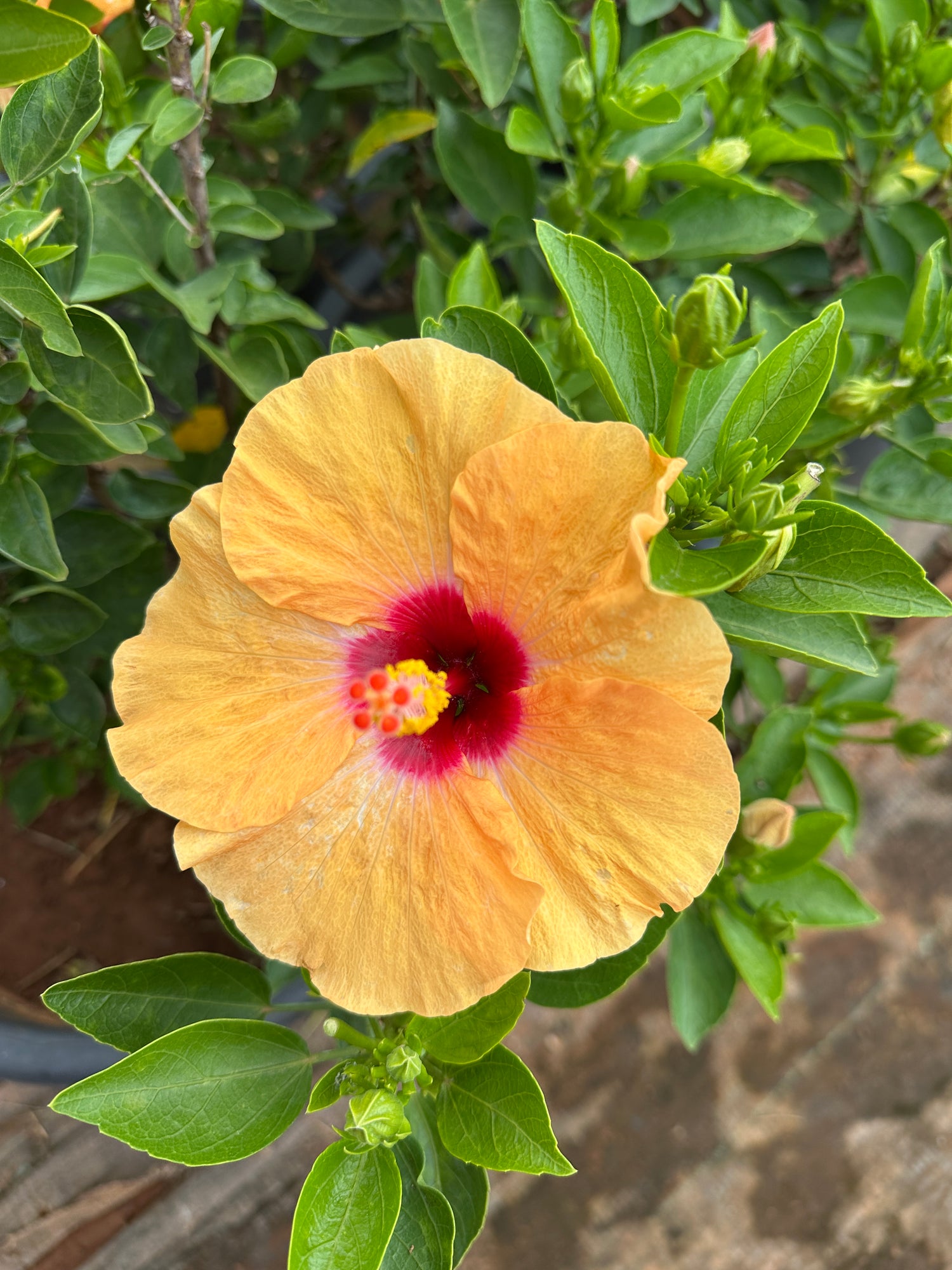 Hibiscus Hybrid Combo of 4(Any 4 Colors)- Hybrid Chembarathi Combo Offer
