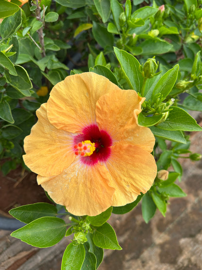 Hibiscus Hybrid Combo of 4(Any 4 Colors)- Hybrid Chembarathi Combo Offer