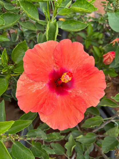 Hibiscus Hybrid Combo of 3(Any 3 Colors)- Hybrid Chembarathi Combo Offer