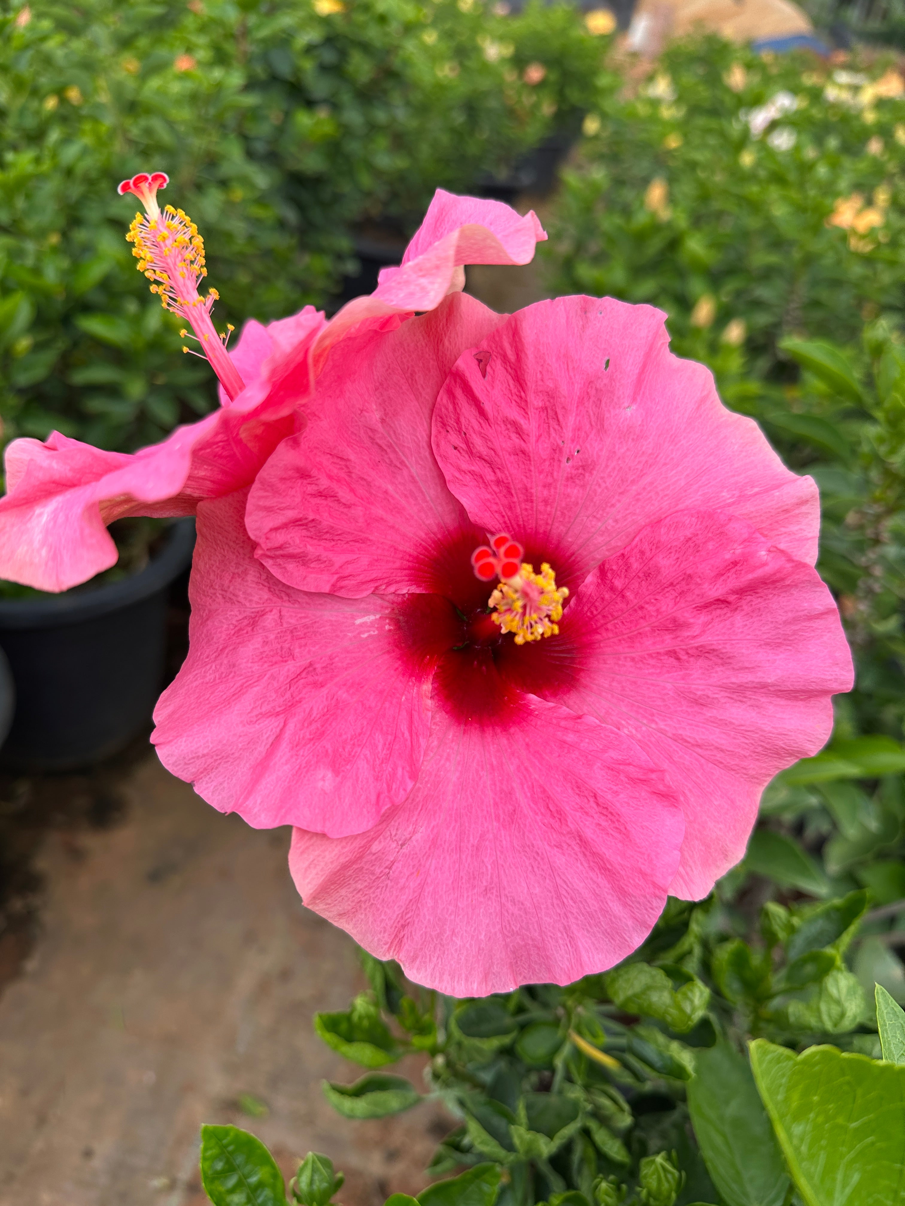 Hibiscus Hybrid Combo of 3(Any 3 Colors)- Hybrid Chembarathi Combo Offer