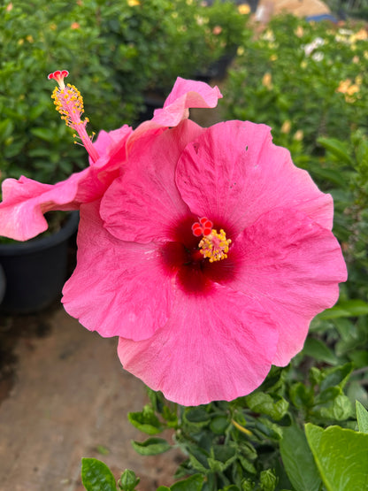 Hibiscus Hybrid Combo of 3(Any 3 Colors)- Hybrid Chembarathi Combo Offer