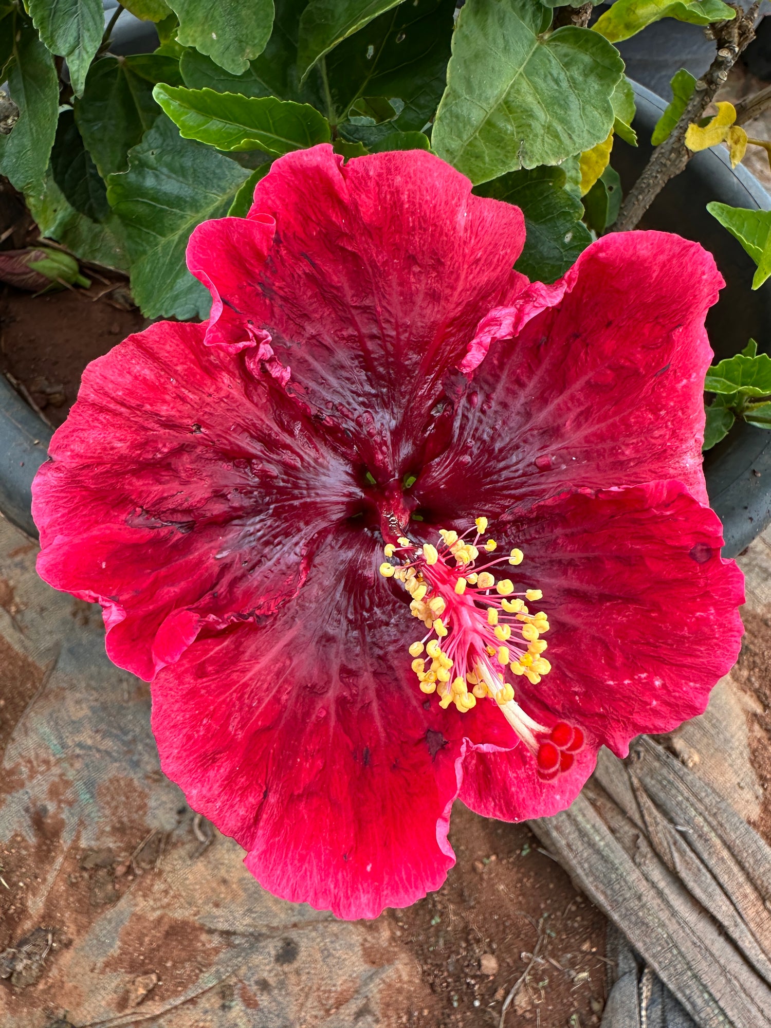 Hibiscus Hybrid Combo of 3(Any 3 Colors)- Hybrid Chembarathi Combo Offer