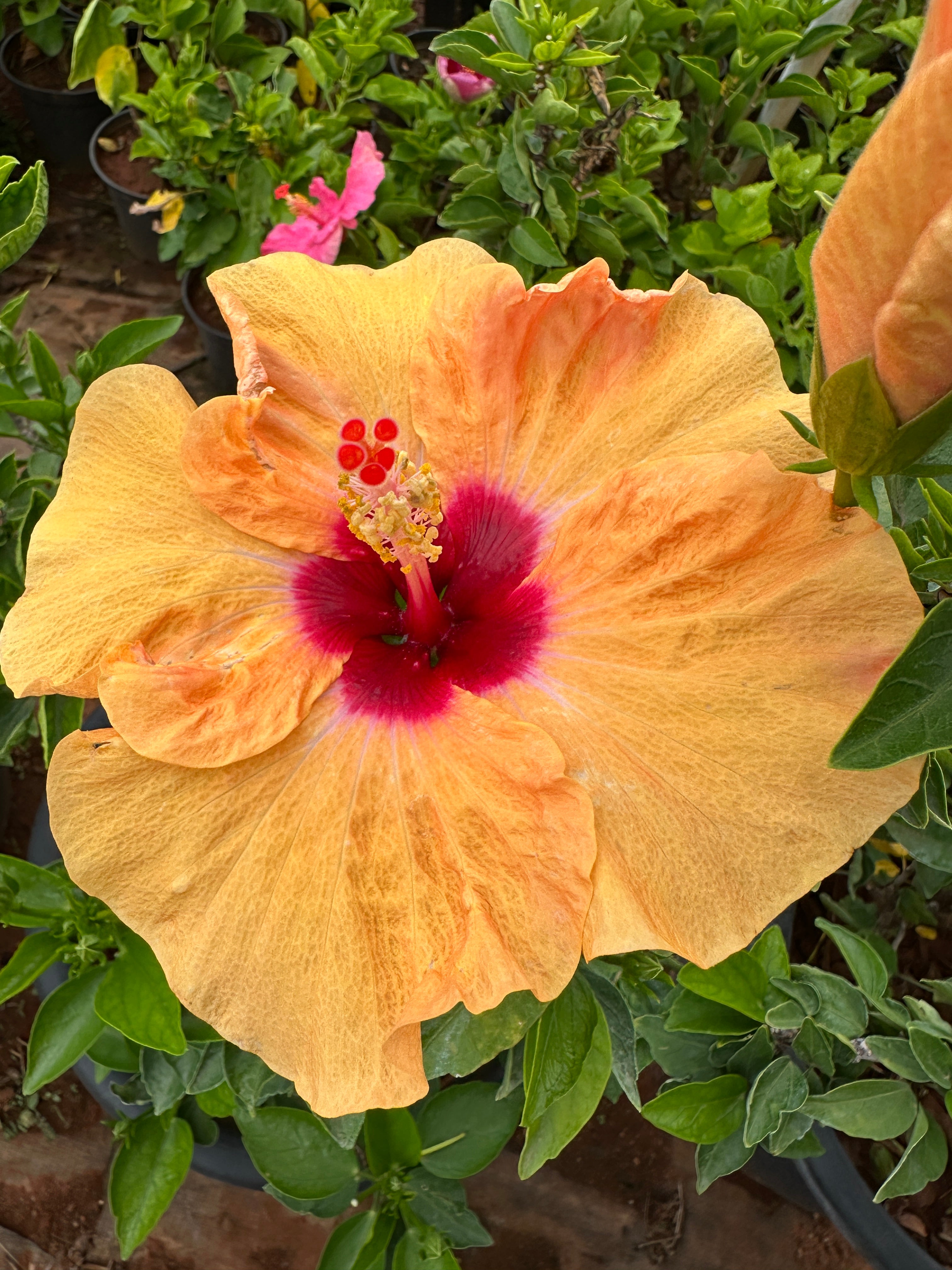 Hibiscus Hybrid Combo of 5(Any 5 Colors)- Hybrid Chembarathi Combo Offer