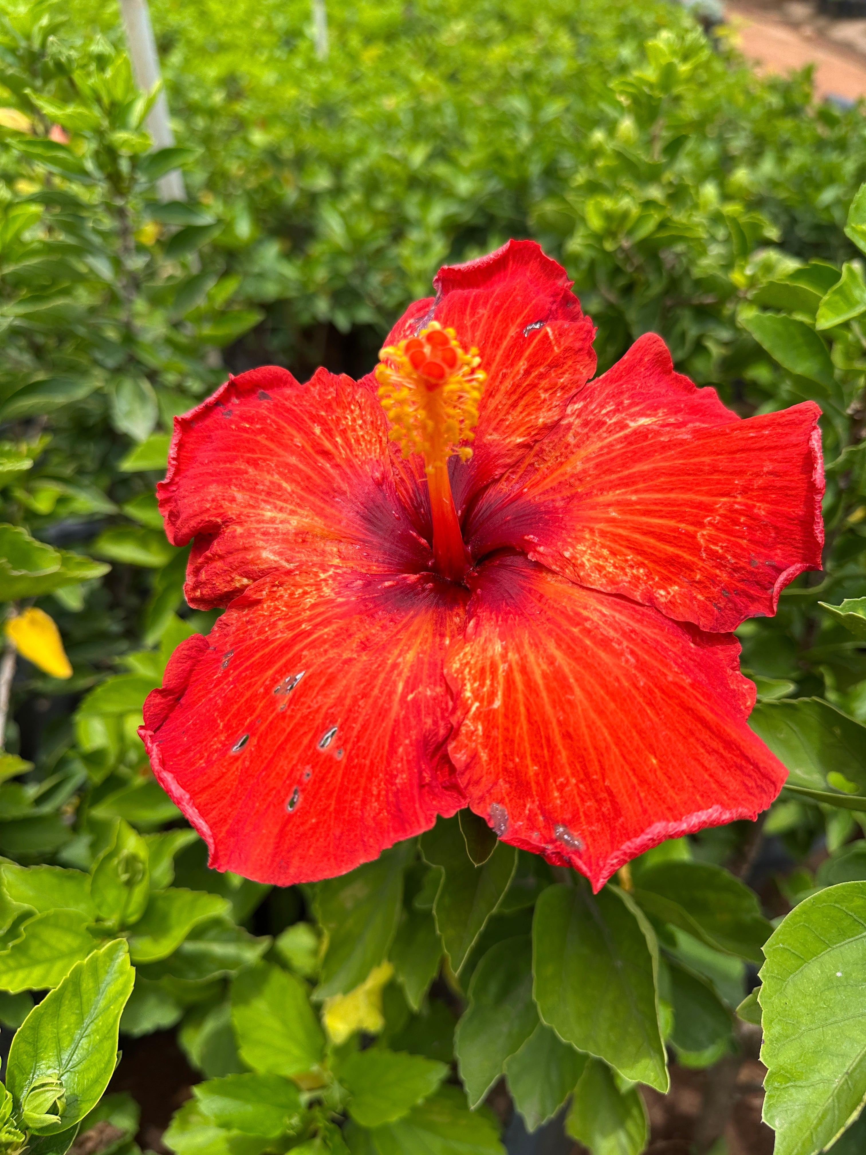 Hibiscus Hybrid Combo of 3(Any 3 Colors)- Hybrid Chembarathi Combo Offer